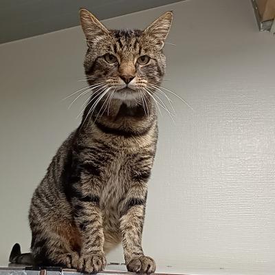 Georgie